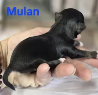 CKC Mulan, a female Chihuahua for sale in Homerville, GA – 7 of 8