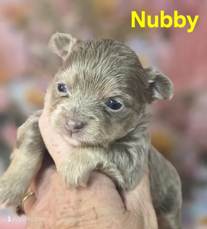 CKC Nubby – Chihuahua puppy for sale in Homerville, GA