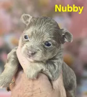 CKC Nubby, a male Chihuahua for sale in Homerville, GA – 1 of 10