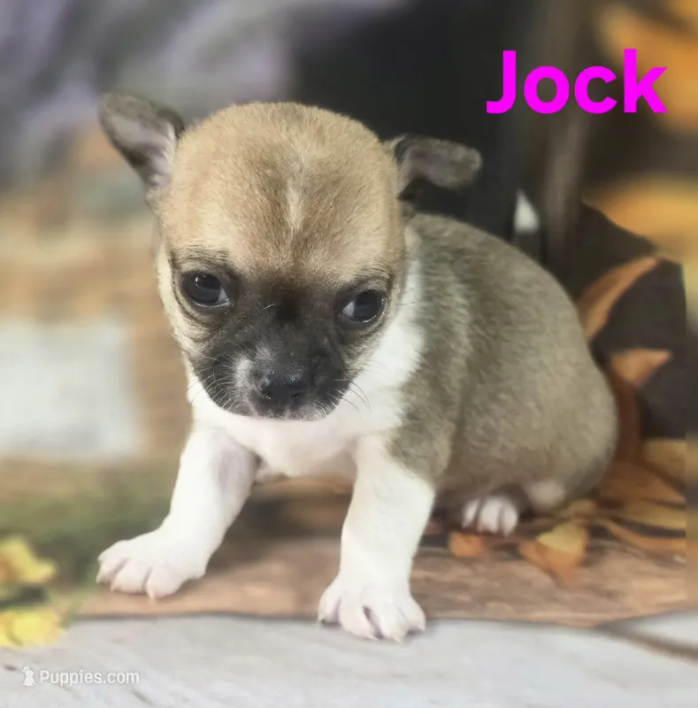 Akc Jock – Chihuahua puppy for sale in Homerville, GA