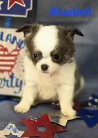 AKC Bluebell, a female Chihuahua for sale in Homerville, GA – 2 of 10