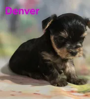 AKC Denver, a male Yorkshire Terrier for sale in Homerville, GA – 7 of 10