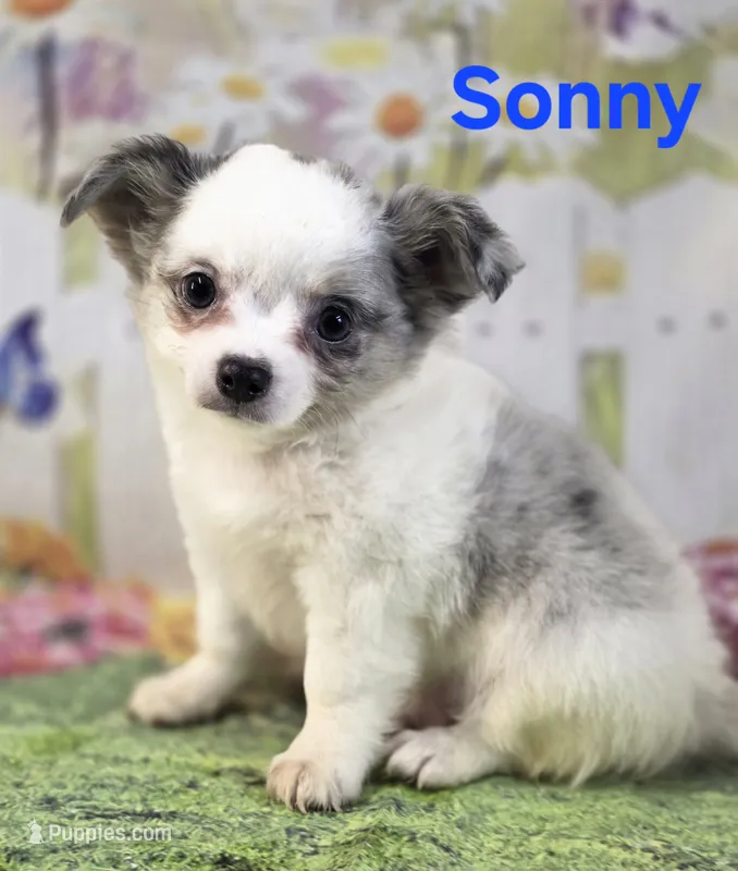 AKC Sonny – Chihuahua puppy for sale in Homerville, GA