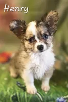 CKC Henry, a male Chihuahua for sale in Homerville, GA – 4 of 10