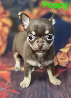 AKC Poppy, a female Chihuahua for sale in Homerville, GA – 3 of 10