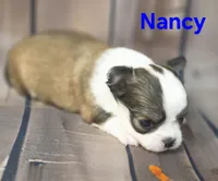 AKC Nancy, a female Chihuahua for sale in Homerville, GA – 10 of 10