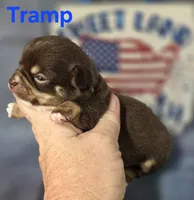 AKC Tramp, a male Chihuahua for sale in Homerville, GA – 4 of 10