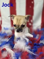 CKC Jock, a male Chihuahua for sale in Homerville, GA – 6 of 10