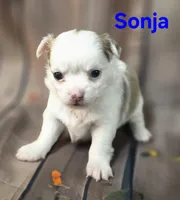 AKC Sonja, a female Chihuahua for sale in Homerville, GA – 4 of 10