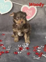 AKC Woody pending, a male Yorkshire Terrier for sale in Homerville, GA – Photo 6 of 10