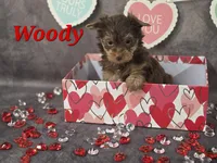AKC Woody pending, a male Yorkshire Terrier for sale in Homerville, GA – Photo 5 of 10