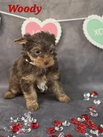 AKC Woody pending, a male Yorkshire Terrier for sale in Homerville, GA – Photo 9 of 10