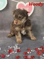 AKC Woody pending, a male Yorkshire Terrier for sale in Homerville, GA – Photo 8 of 10