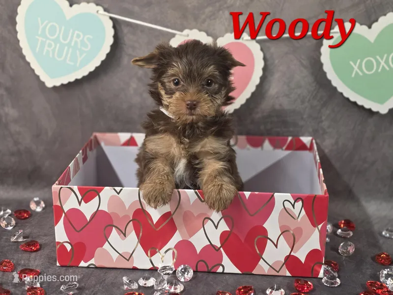 AKC Woody pending