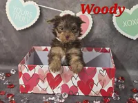 AKC Woody pending, a male Yorkshire Terrier for sale in Homerville, GA – Photo 1 of 10