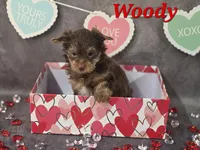 AKC Woody pending, a male Yorkshire Terrier for sale in Homerville, GA – Photo 2 of 10