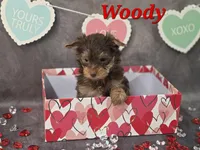 AKC Woody pending, a male Yorkshire Terrier for sale in Homerville, GA – Photo 4 of 10