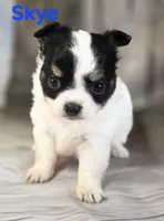 CKC Skye, a female Chihuahua for sale in Homerville, GA – 3 of 10
