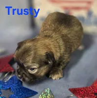 AKC Trusty, a male Chihuahua for sale in Homerville, GA – 10 of 10