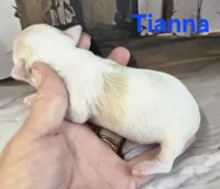 CKC Tianna, a female Chihuahua for sale in Homerville, GA – 9 of 10