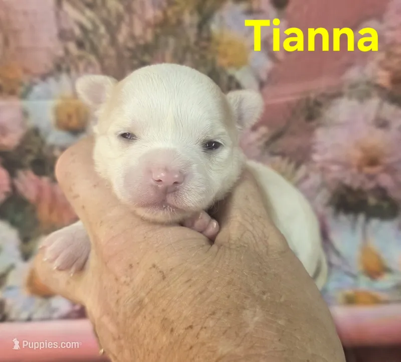 CKC Tianna – Chihuahua puppy for sale in Homerville, GA