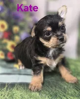 Kate, a female Yorkshire Terrier and Chorkie for sale in Homerville, GA – 5 of 10