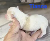 CKC Tianna, a female Chihuahua for sale in Homerville, GA – 8 of 10