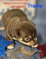 AKC Tramp, a male Chihuahua for sale in Homerville, GA – 10 of 10