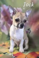 CKC Jock, a male Chihuahua for sale in Homerville, GA – 3 of 10