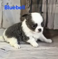 AKC Bluebell, a female Chihuahua for sale in Homerville, GA – 2 of 10