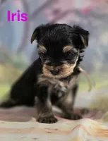 AkC Iris, a female Yorkshire Terrier for sale in Homerville, GA – 6 of 10