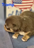 AKC Tramp, a male Chihuahua for sale in Homerville, GA – 5 of 10