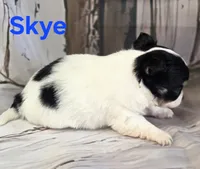 CKC Skye, a female Chihuahua for sale in Homerville, GA – 2 of 10