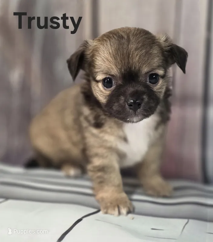 AKC Trusty – Chihuahua puppy for sale in Homerville, GA