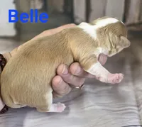 CKC Belle, a female Chihuahua for sale in Homerville, GA – 5 of 8