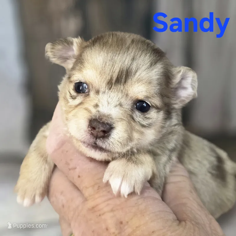CKC Sandy  – Chihuahua puppy for sale in Homerville, GA