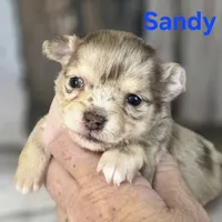 CKC Sandy , a female Chihuahua for sale in Homerville, GA – 1 of 10