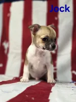 CKC Jock, a male Chihuahua for sale in Homerville, GA – 3 of 10