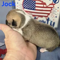 Akc Jock, a male Chihuahua for sale in Homerville, GA – 6 of 10