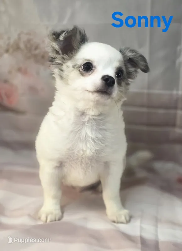 AKC Sonny – Chihuahua puppy for sale in Homerville, GA