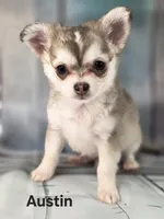 CKC Austin pending, a male Chihuahua for sale in Homerville, GA – 3 of 10
