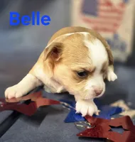 CKC Belle, a female Chihuahua for sale in Homerville, GA – 7 of 10