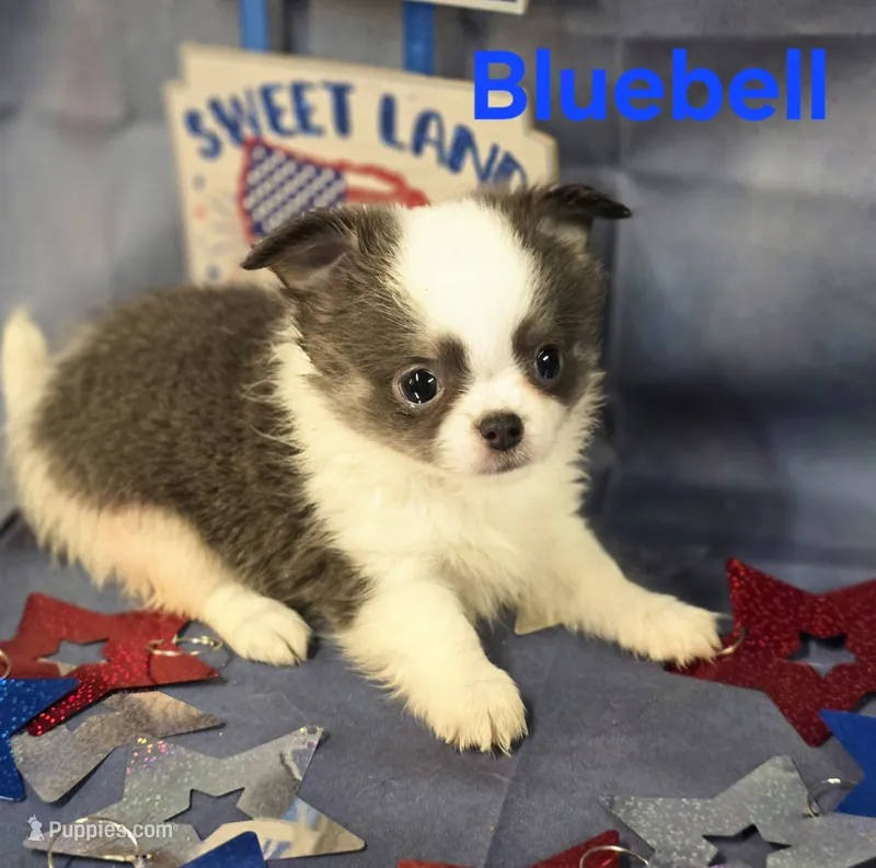 AKC Bluebell – Chihuahua puppy for sale in Homerville, GA