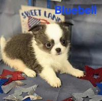 AKC Bluebell, a female Chihuahua for sale in Homerville, GA – 1 of 10