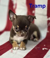 CKC Tramp , a male Chihuahua for sale in Homerville, GA – 4 of 10