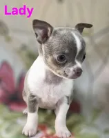 AKC Lady, a female Chihuahua for sale in Homerville, GA – 3 of 10