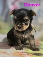 AKC Denver, a male Yorkshire Terrier for sale in Homerville, GA – 5 of 10