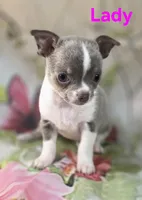 AKC Lady, a female Chihuahua for sale in Homerville, GA – 10 of 10