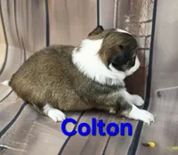 AKC Colton, a male Chihuahua for sale in Homerville, GA – 10 of 10