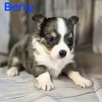 CKC Berry, a male Chihuahua for sale in Homerville, GA – 7 of 10
